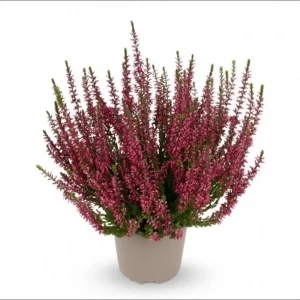 Вереск Зорина Santreyd - вечнозеленый кустарник с темно-красной листвой 89382929