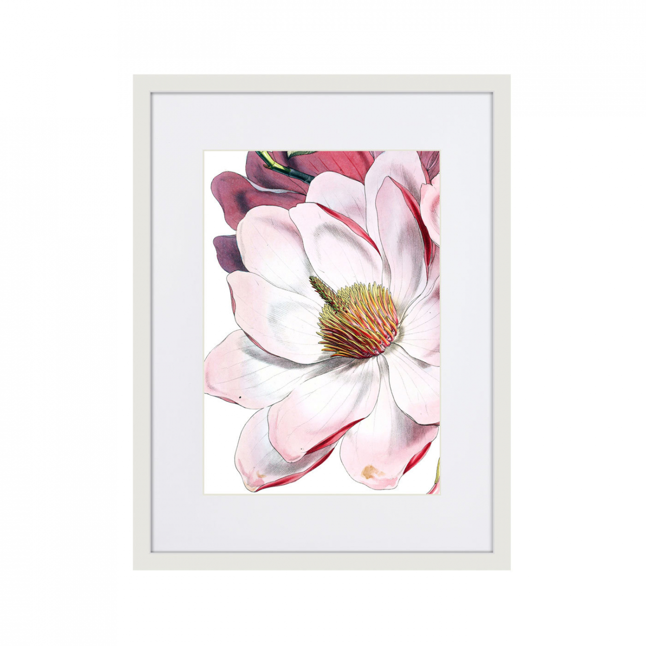 Картина в раме 42х32 см Himalaya Plants Pink-Flower on white II, 1869г. КАРТИНЫ В КВАРТИРУ  264652 Желтый;фиолетовый;разноцветный  - Вид №1