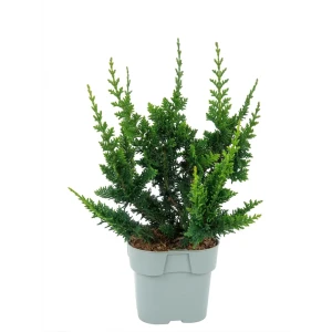 Кипарисовик туполистный Тедди Беар ø13 h15 см