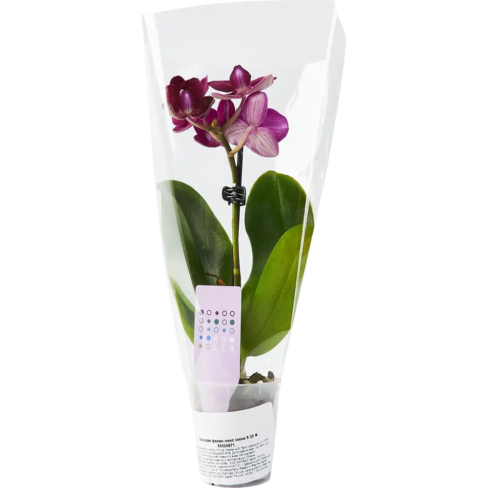 Santreyd Орхидея Фаленопсис мини - цветущее совершенство в вашем интерьере 85324971 STLM-0953531 - Вид №2