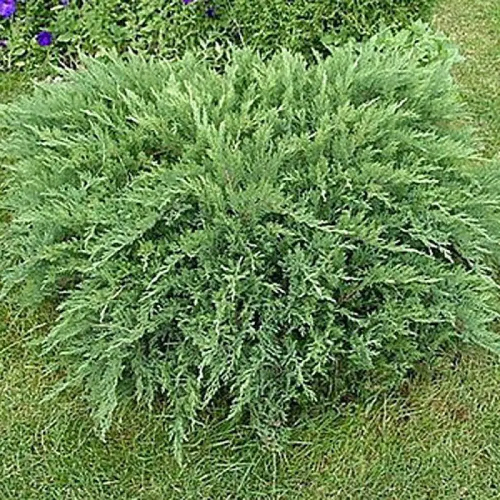 Можжевельник казацкий Тамарисцифолия ø19 h20 см PLANTMARKET STLM-2038168