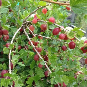 Саженец крыжовника Консул PLANTMARKET h50 см 89421405