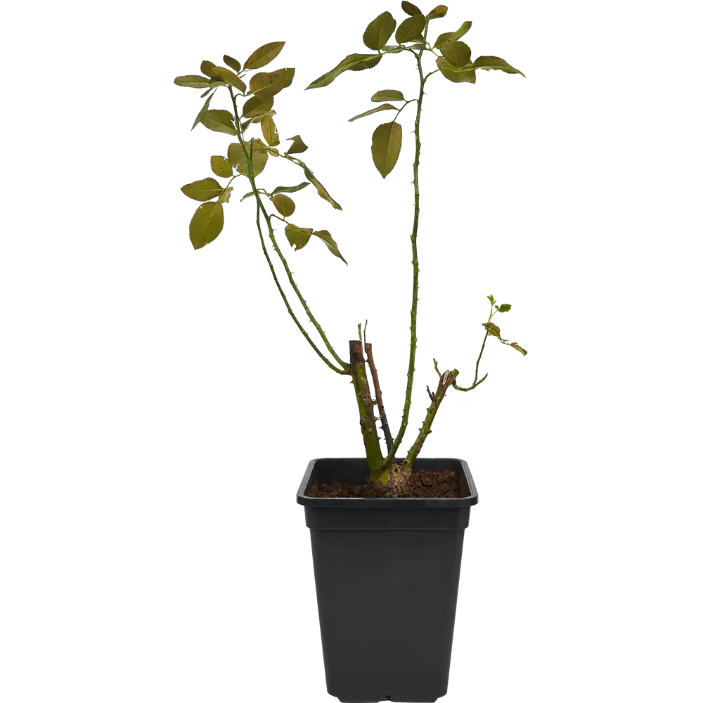 Santreyd Роза горшечная многократного цветения 83273309 STLM-0040084 - Вид №1