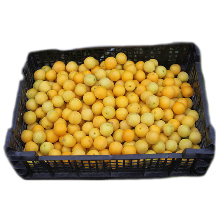 Алыча в ящике ~4 кг Santreyd 19495