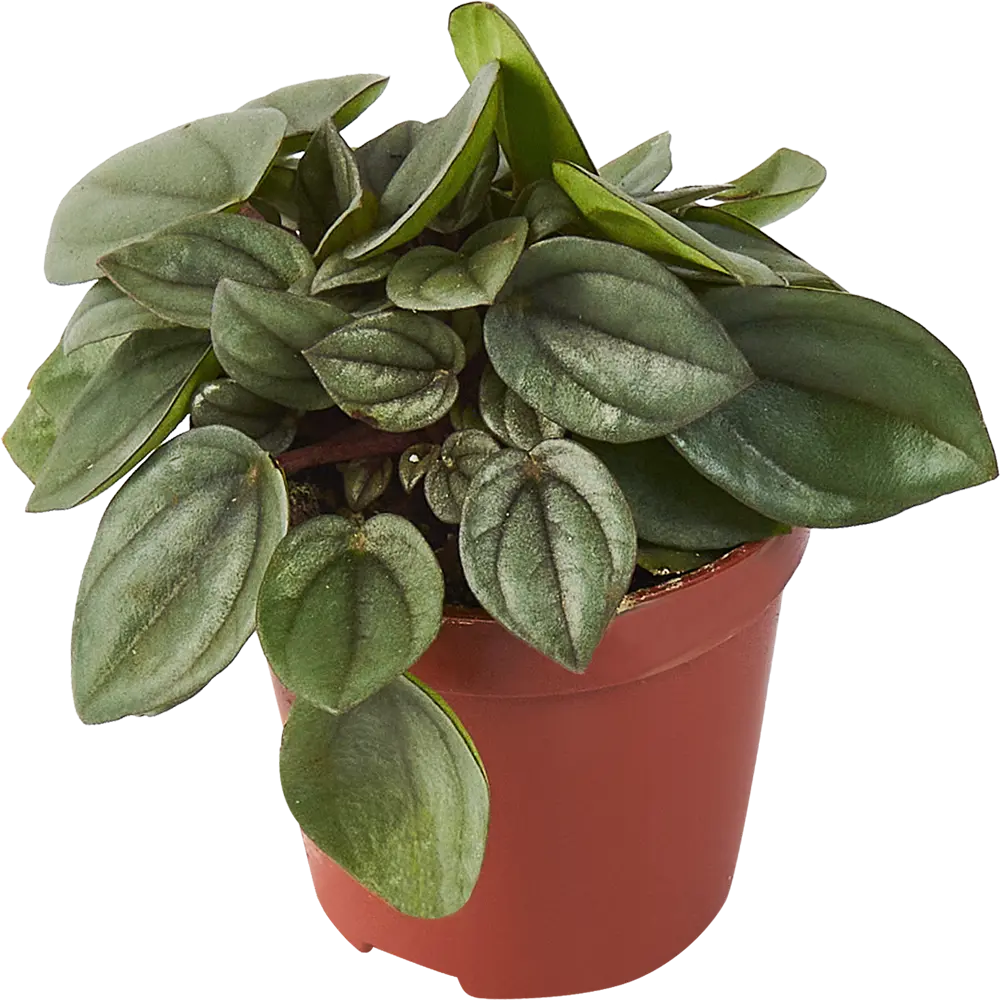 Пеперомия Бамбино от Santreyd — миниатюрное комнатное растение 85324954 STLM-0061519