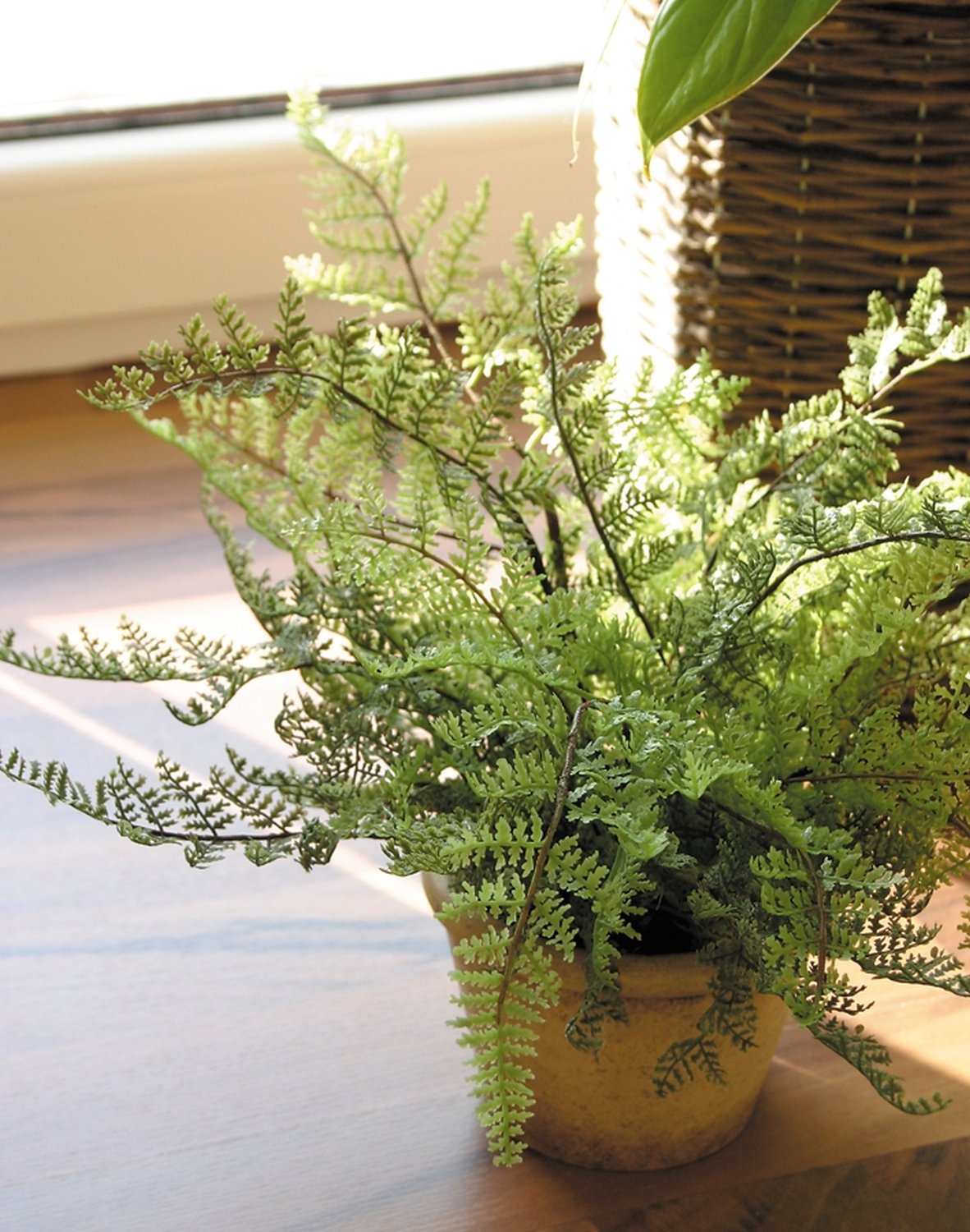 6607 883 a3 Искусственный папоротник, горшечный, 20 см, зеленый H-andreas  - Вид №1