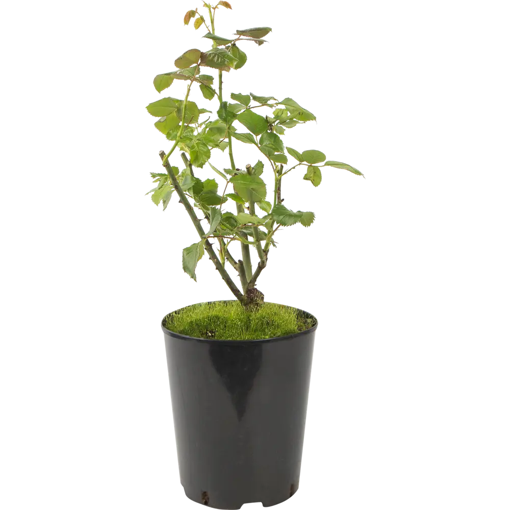 Роза чайно-гибридная «Сейко» жёлтая 19x55 см 82625084 STLM-2059960 PLANTMARKET 