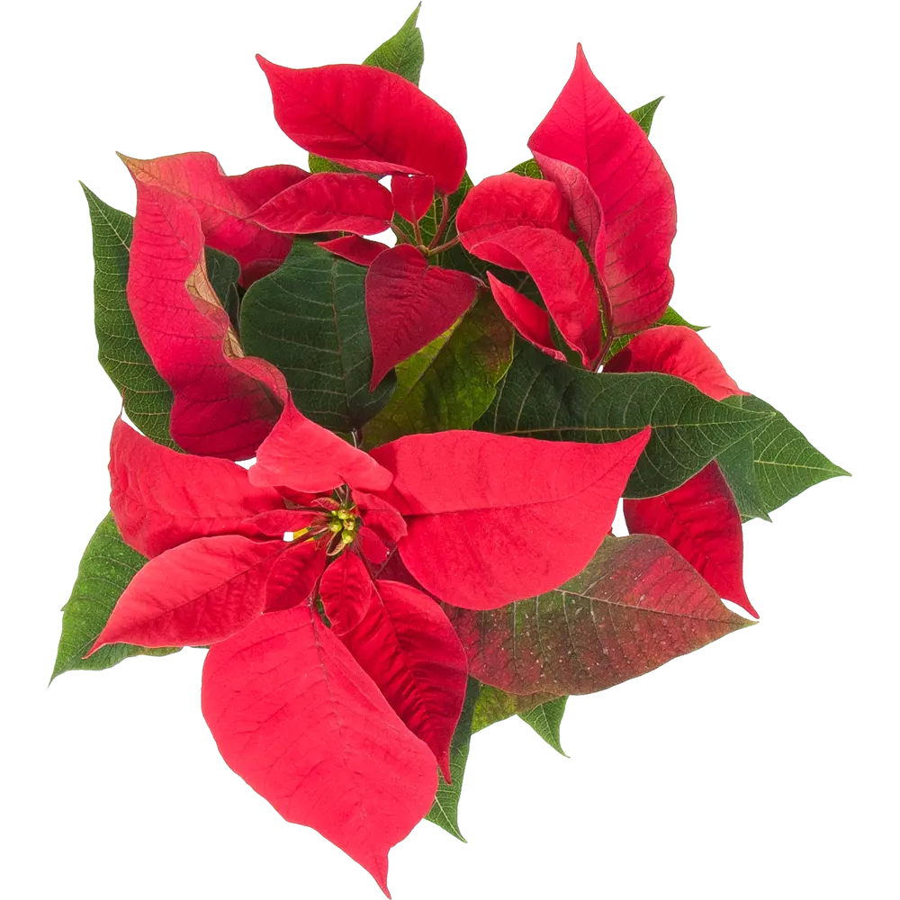 82941550 Пуансеттия микс 13 см STLM-1354465 Santreyd  - Вид №1
