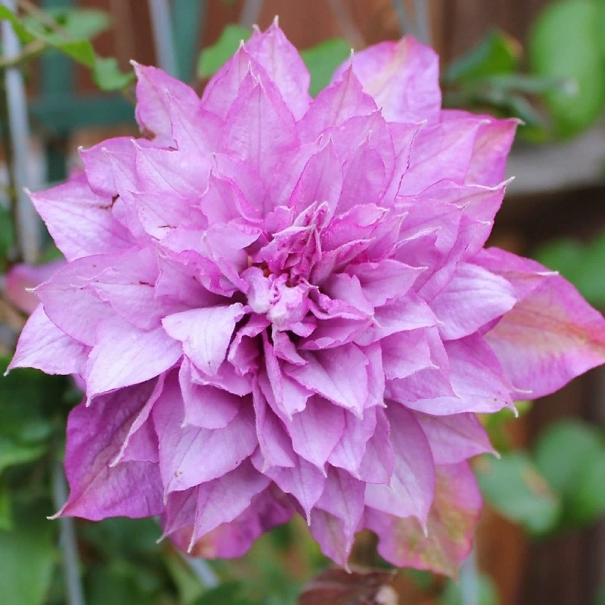 85324324 Клематис крупноцветковый Протеус ø17 h50 см Santreyd 