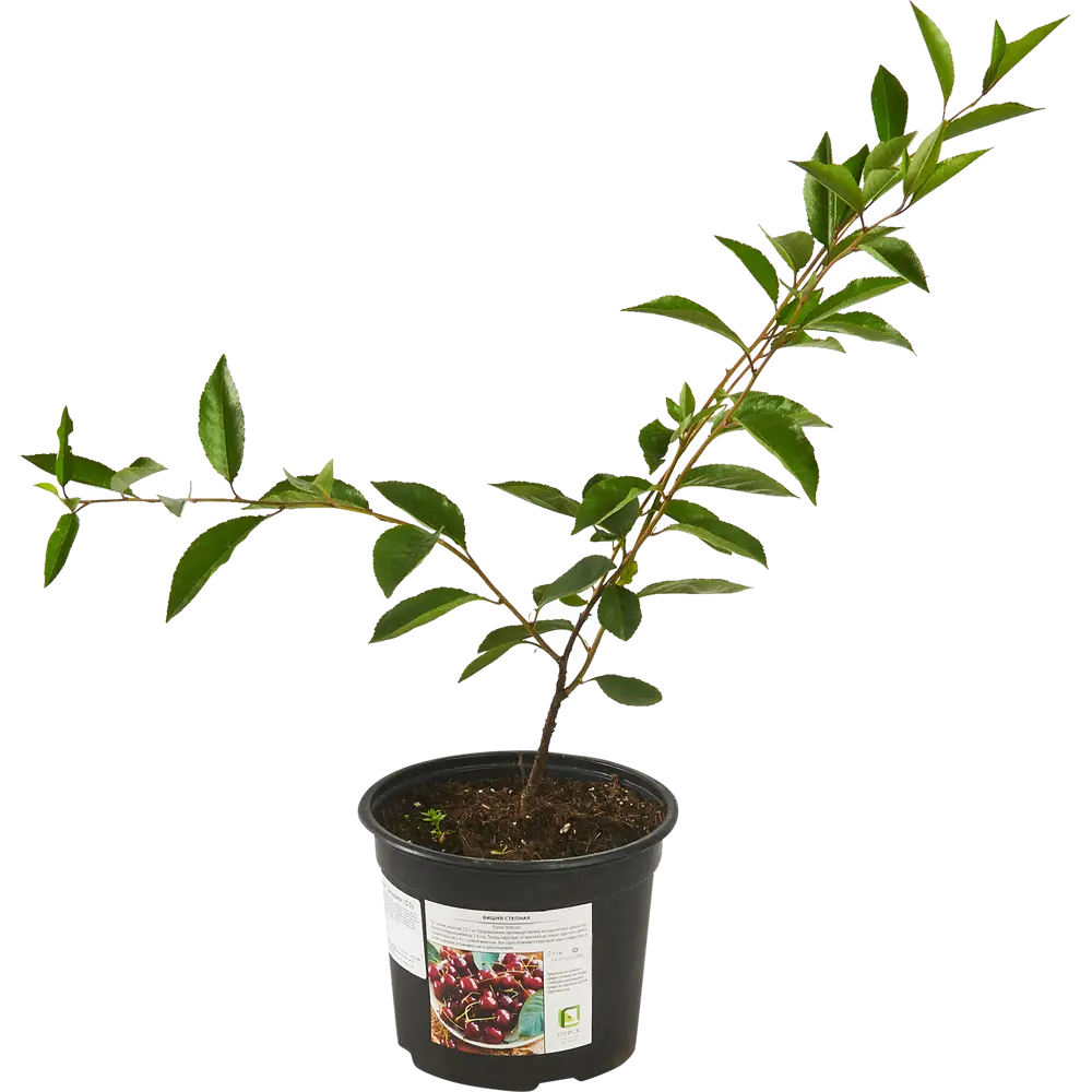 Santreyd Вишня степная - саженец с высокой урожайностью 87811896 STLM-0963470