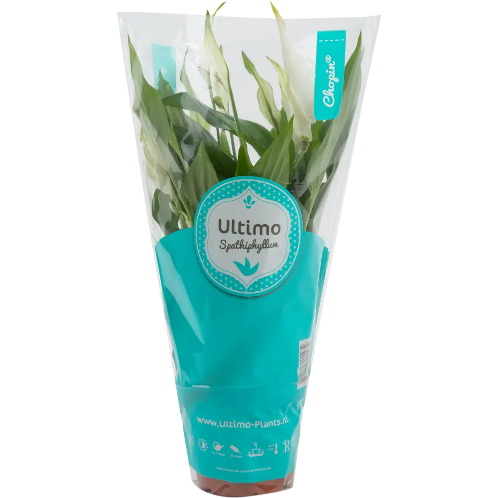 Спатифиллум Шопен Santreyd - изящное комнатное растение с белыми цветами 82579838 STLM-0030537 - Вид №3