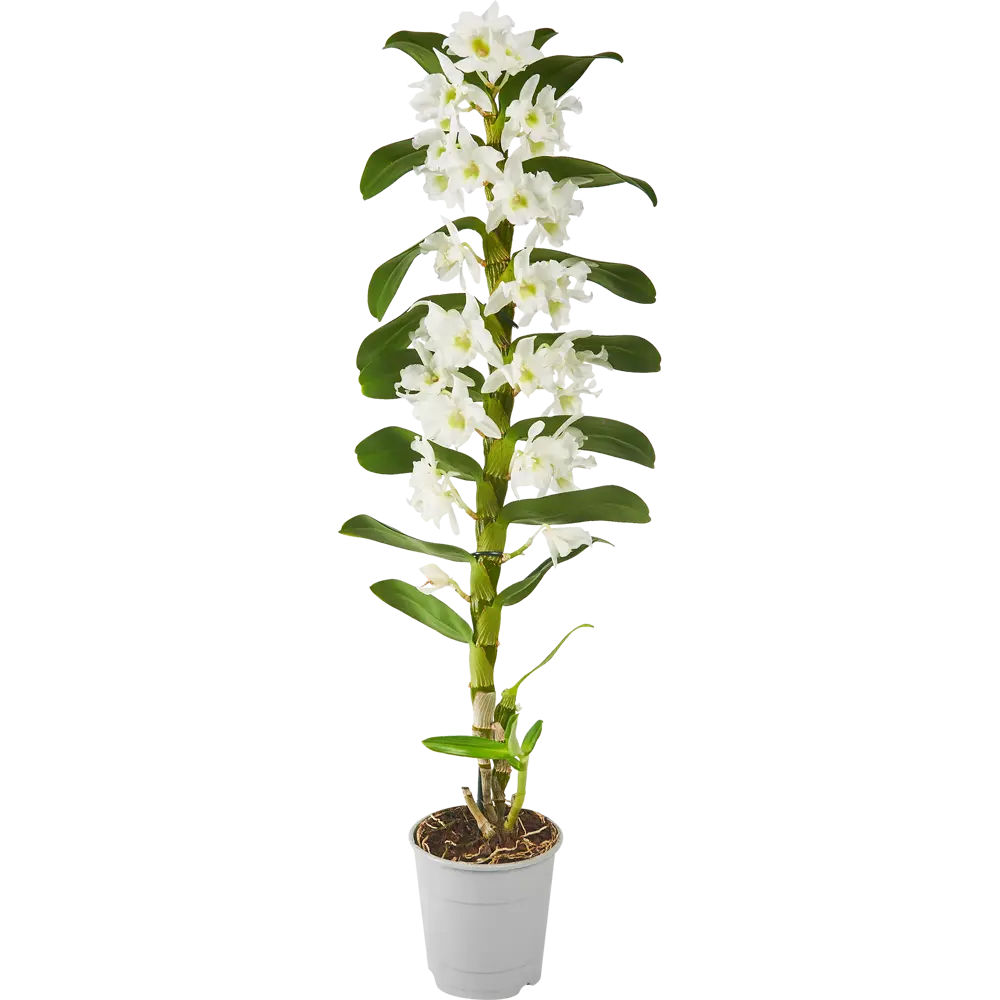 Santreyd Орхидея Дендробиум Нобиле Аполлон - изящное украшение интерьера 86728101 STLM-0070973