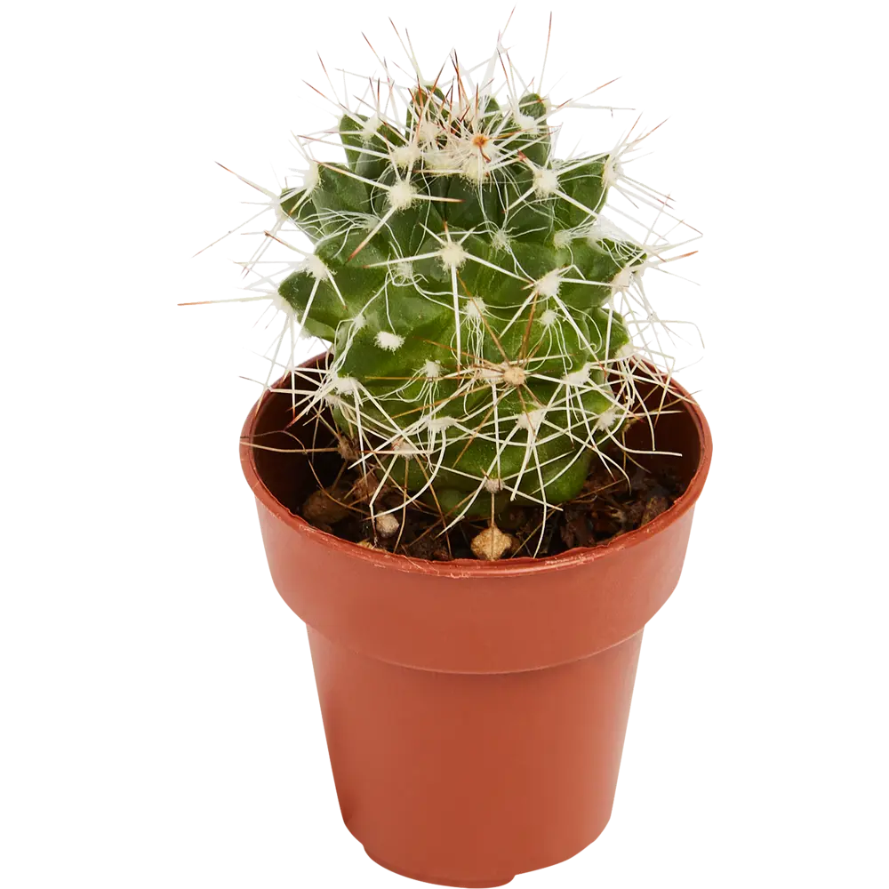 Santreyd Кактус декоративный комнатный в горшке 85394510 STLM-0062478