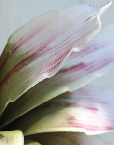 7955 508 a3 Искусственный мягкий цветок агавы, 90 см, розово-зеленый H-andreas