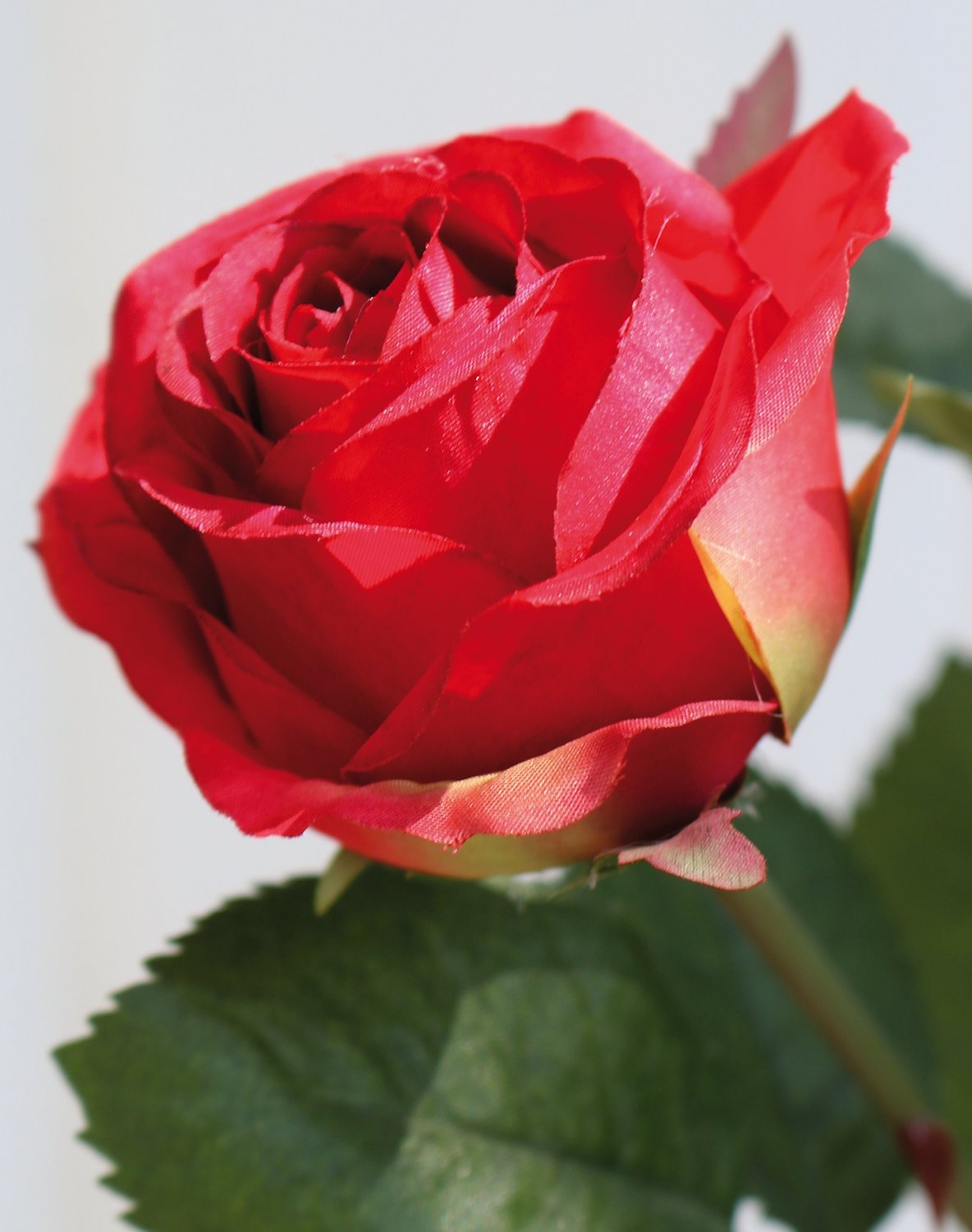 2590 444 a3 Искусственная роза, 2 цветка, 1 бутон, 57 см, красная H-andreas 