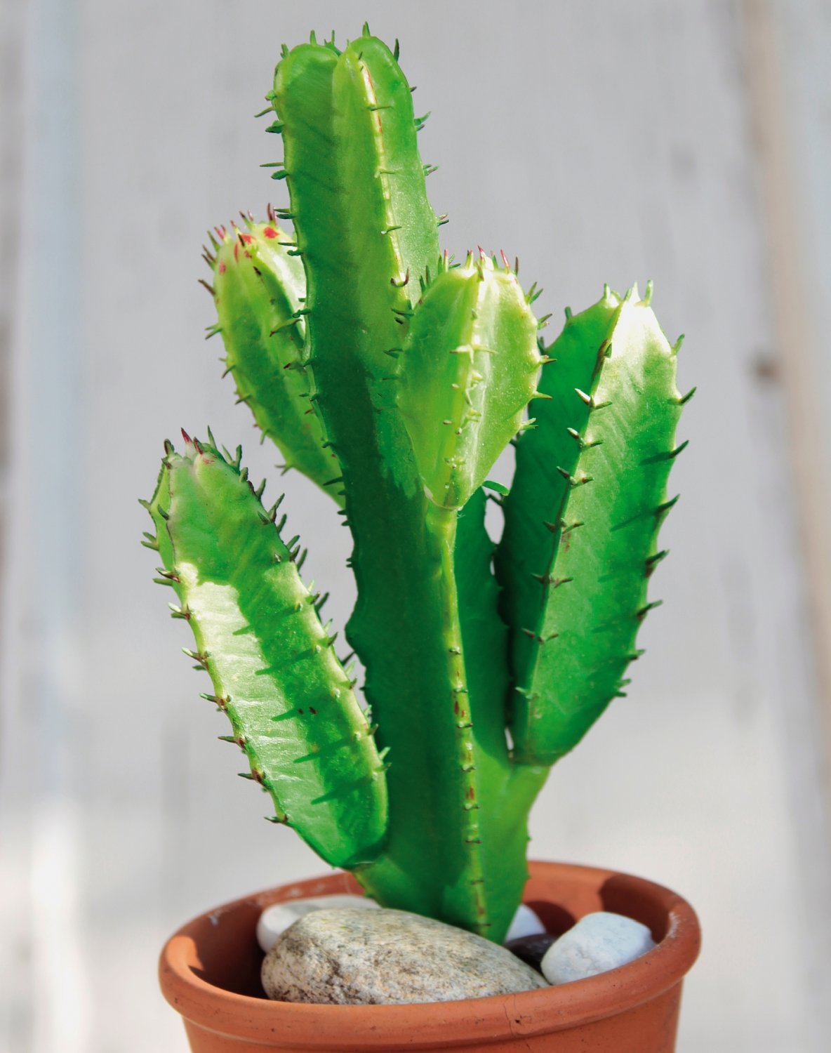 6484 883 a3 Сочные искусственные растения на палочке, 17 см, зеленые H-andreas  - Вид №1