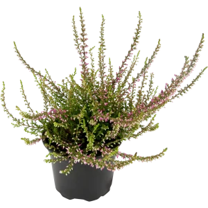 Вереск Марлиес - декоративный многолетник для сада с двойным цветением 82345350