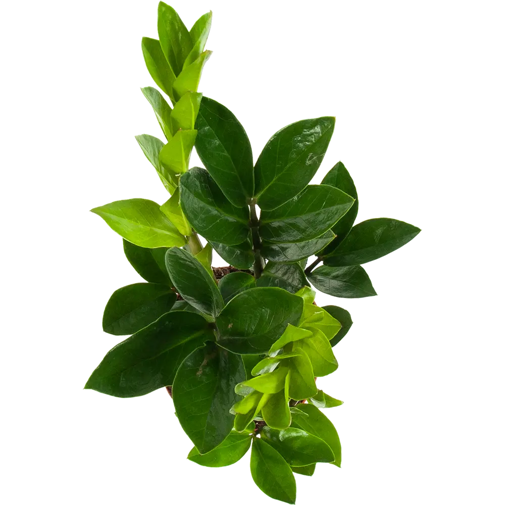 Santreyd Замиокулькас — изящное растение для современного интерьера 82578927 STLM-0030484 - Вид №1