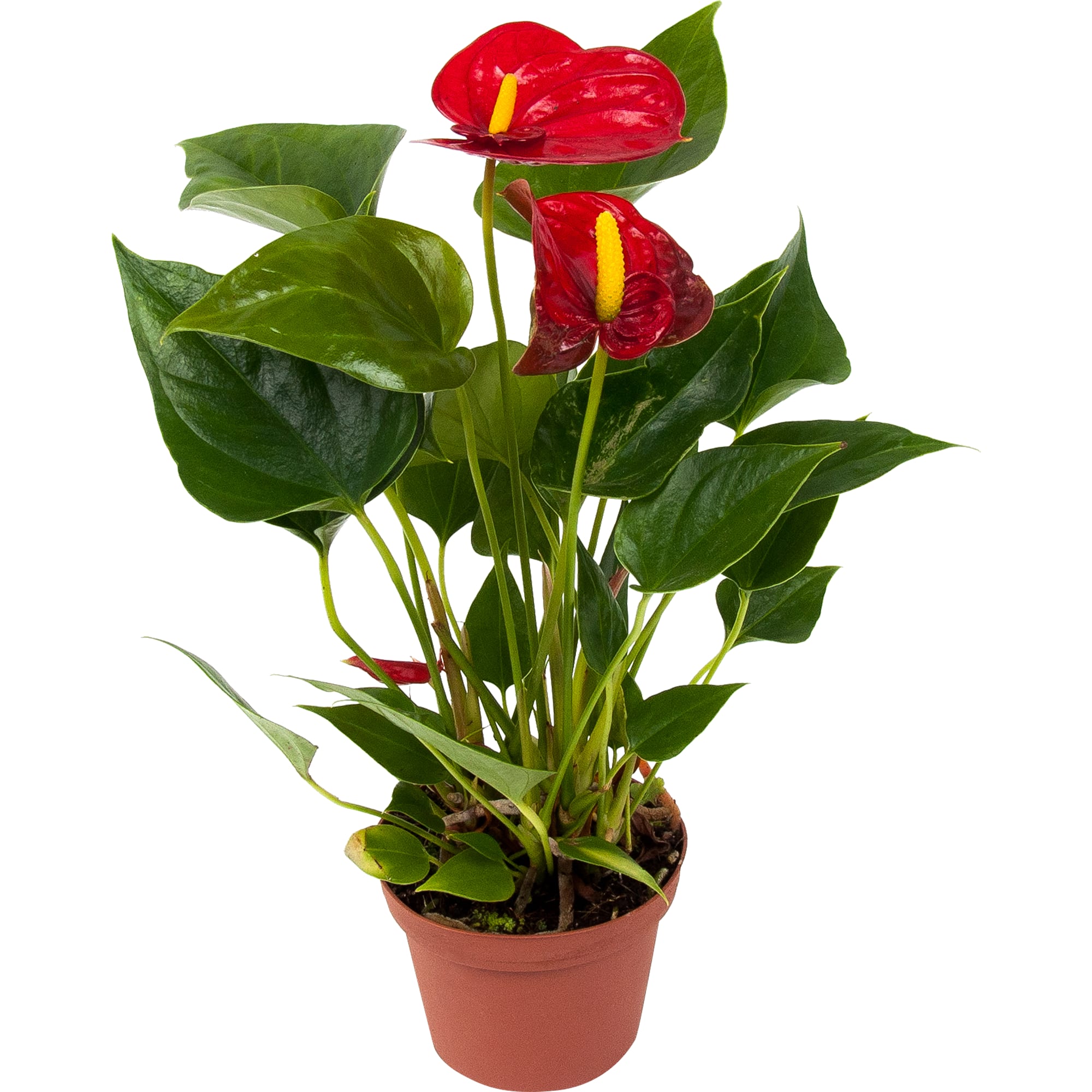 Антуриум Диамонд Рэд - цветущее комнатное растение в горшке 82548631 Santreyd STLM-0029508