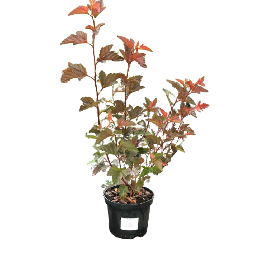 Пузыреплодник калинолистный Андре ø15 h60 см 84828780 STLM-2006812 PLANTMARKET 