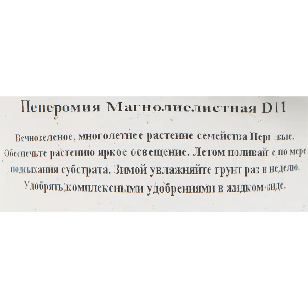 Santreyd Пеперомия магнолиелистная - неприхотливый комнатный цветок 82560380 STLM-0029924 - Вид №2