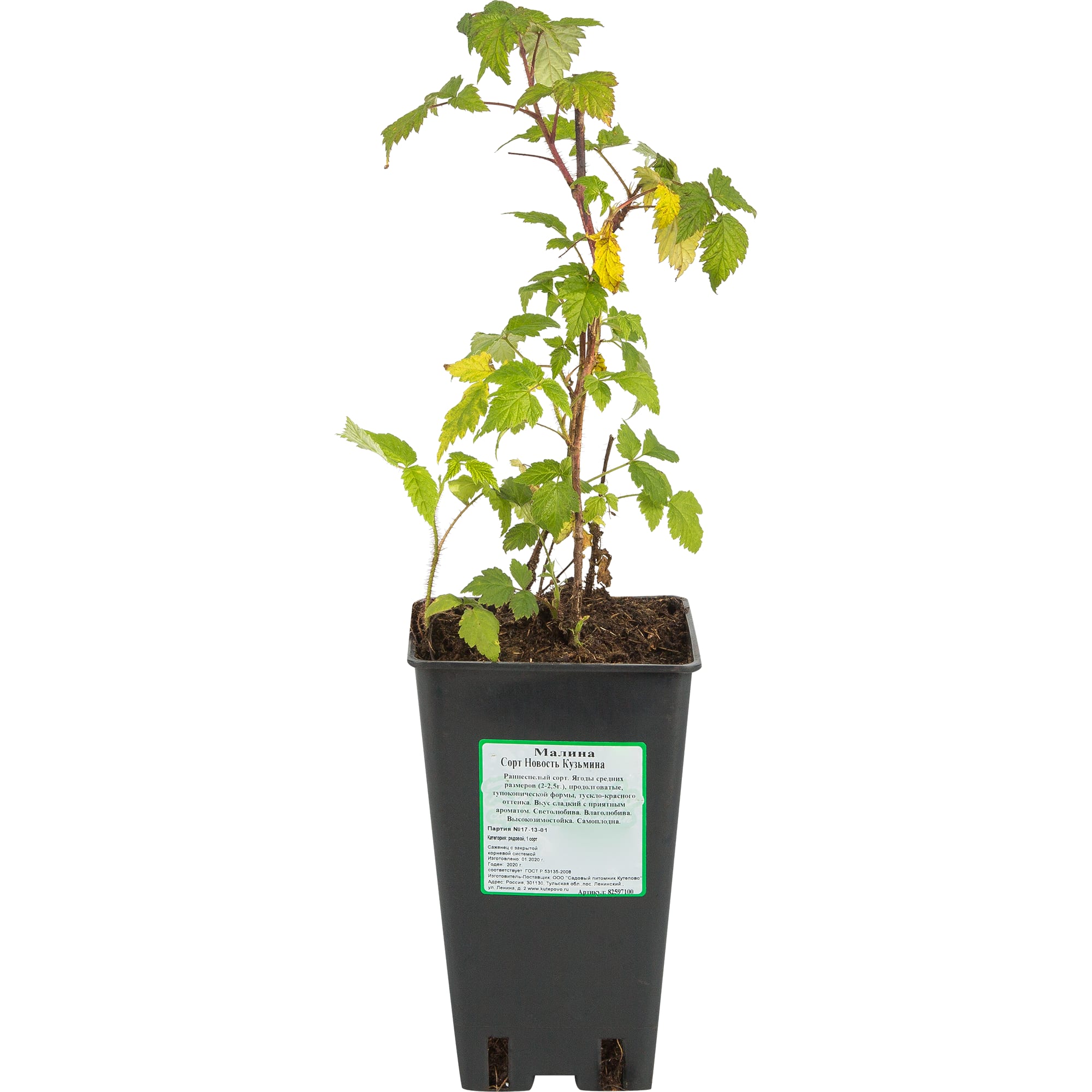 82597100 Малина «Новость Кузьмина» C2 высота 40 см Santreyd 