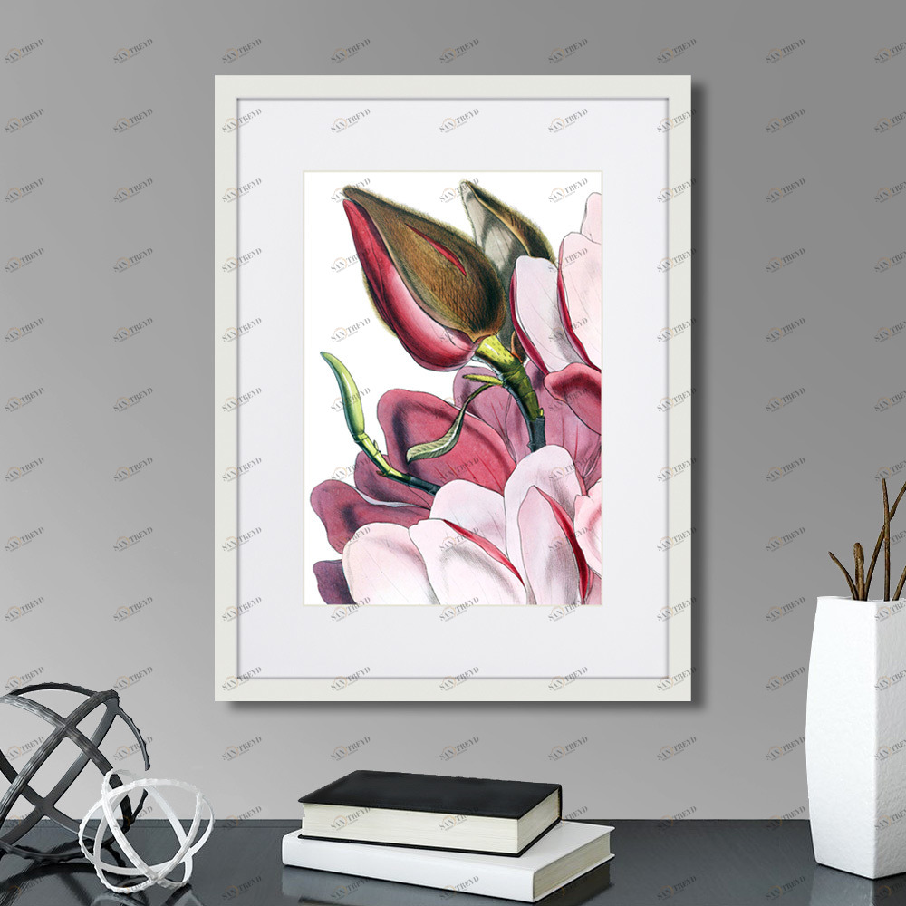 Картина в деревянной раме 42х32 см Himalaya Plants Pink-Flower on white IV, 1869г. КАРТИНЫ В КВАРТИРУ  264654 Белый;коричневый;разноцветный 