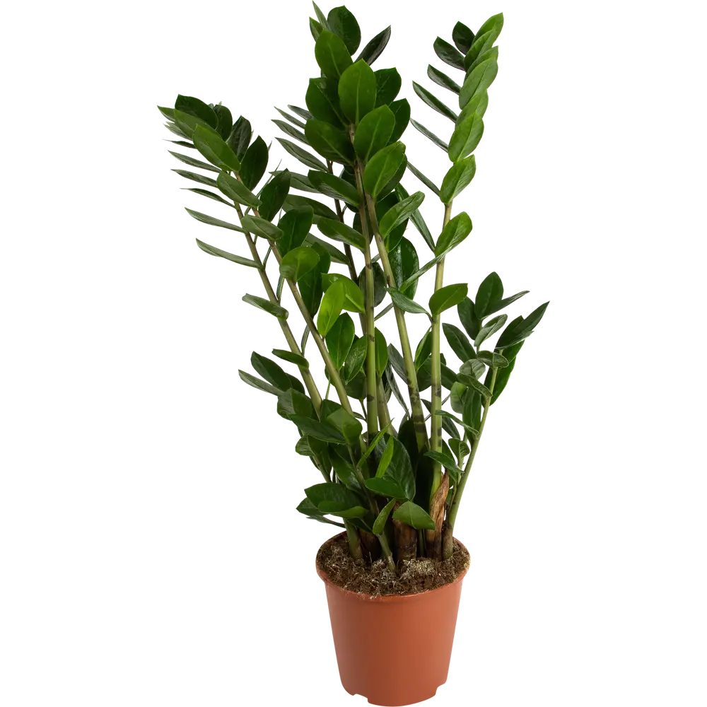 Santreyd Замиокулькас — изысканное декоративное растение с глянцевой листвой 82578928 STLM-0030485