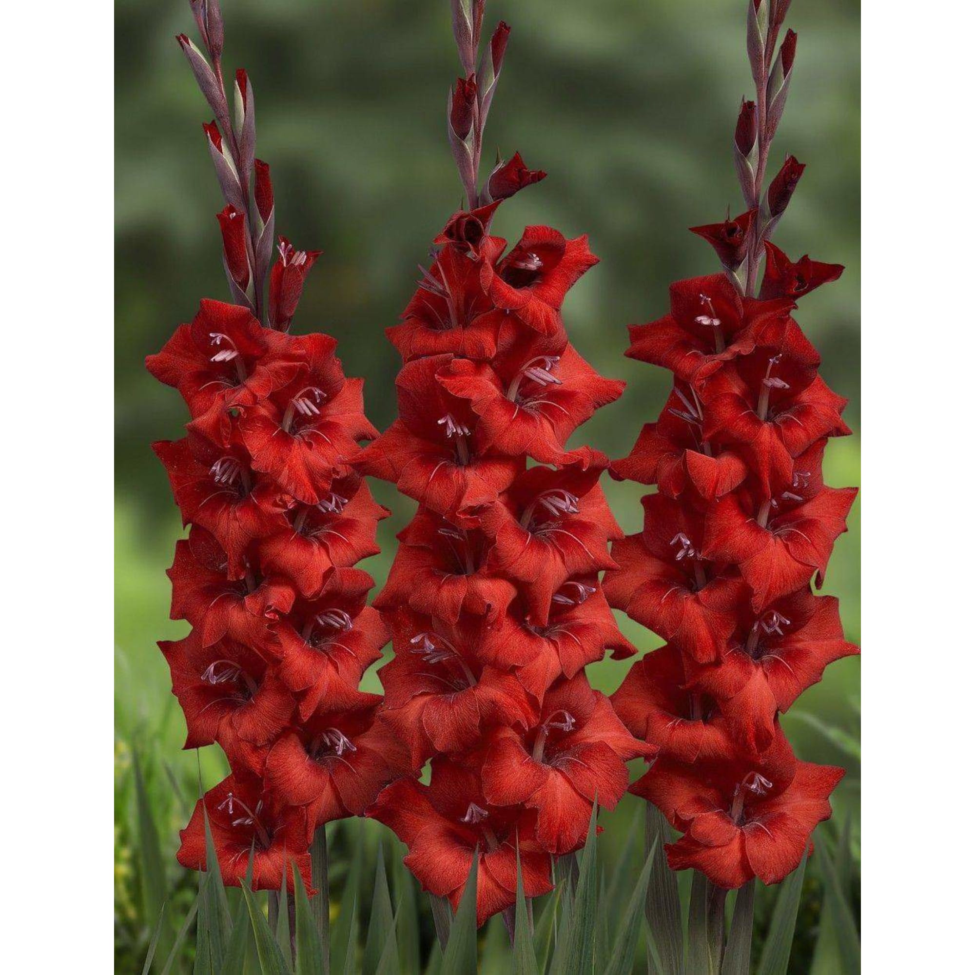 83760977 Гладиолус Блэк Джек луковица 10/12 Santreyd 