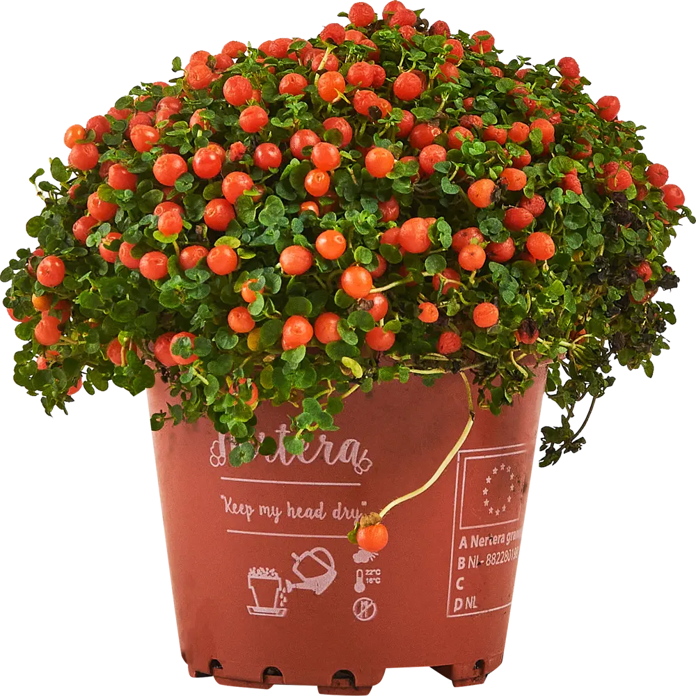 Santreyd Нертера Гранадензис Астрид - живой ковер с алыми ягодами 87819689 STLM-0075887 - Вид №1