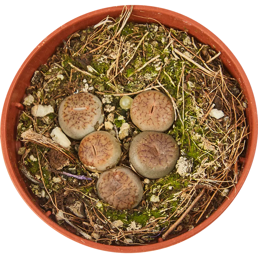 Santreyd Литопс - живой камень с солнечными цветами 85325017 STLM-0061567 - Вид №2