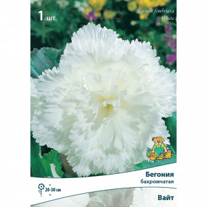 83593711 Бегония бахромчатая Вайт луковица 5/6