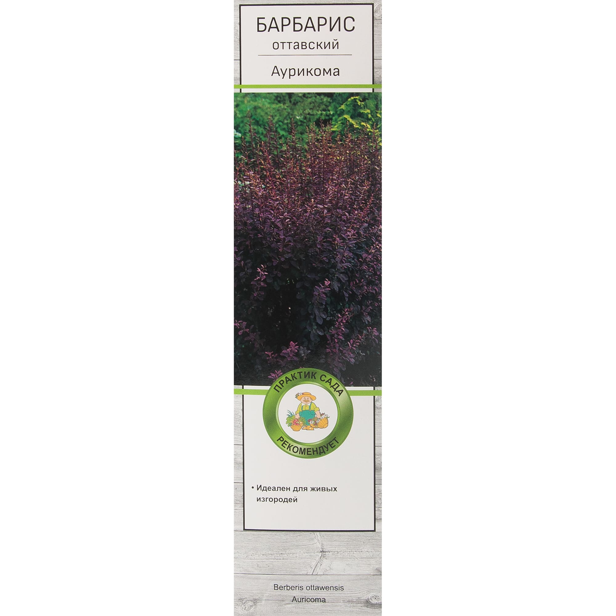 82528938 Барбарис оттавский Аурикома Santreyd 