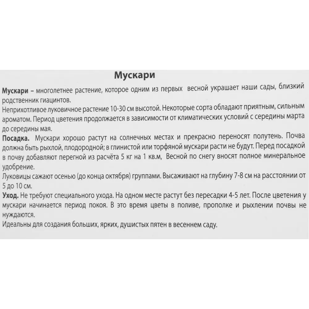 Мускари Блу Спайк от ПОИСК - 10 луковиц для сине-фиолетового цветения 85205641 STLM-1565719 - Вид №2