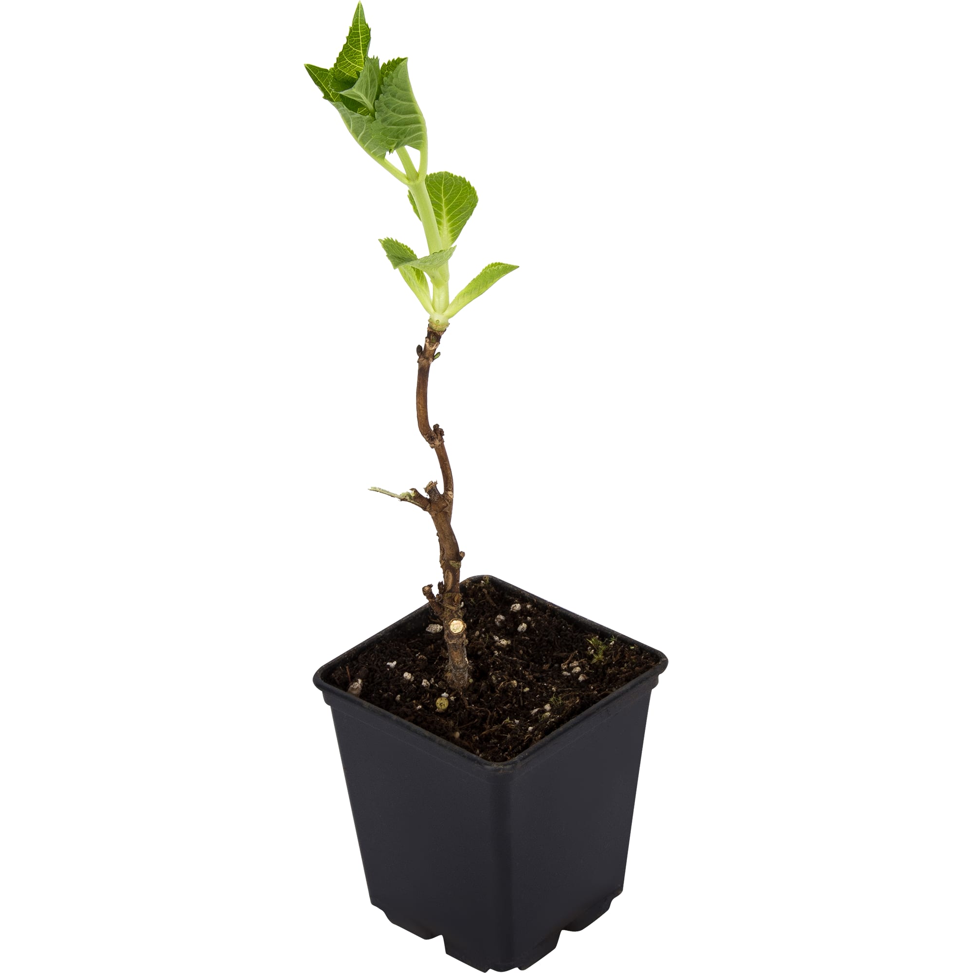 82150729 Гортензия крупнолистовая «Дорис» Santreyd  - Вид №1