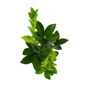 Santreyd Замиокулькас — вечнозеленое растение для любого интерьера 89396246