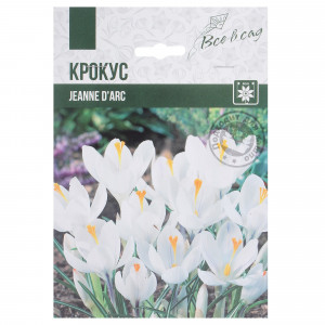 82004063 Крокус крупноцветковый «Жанна Д арк»