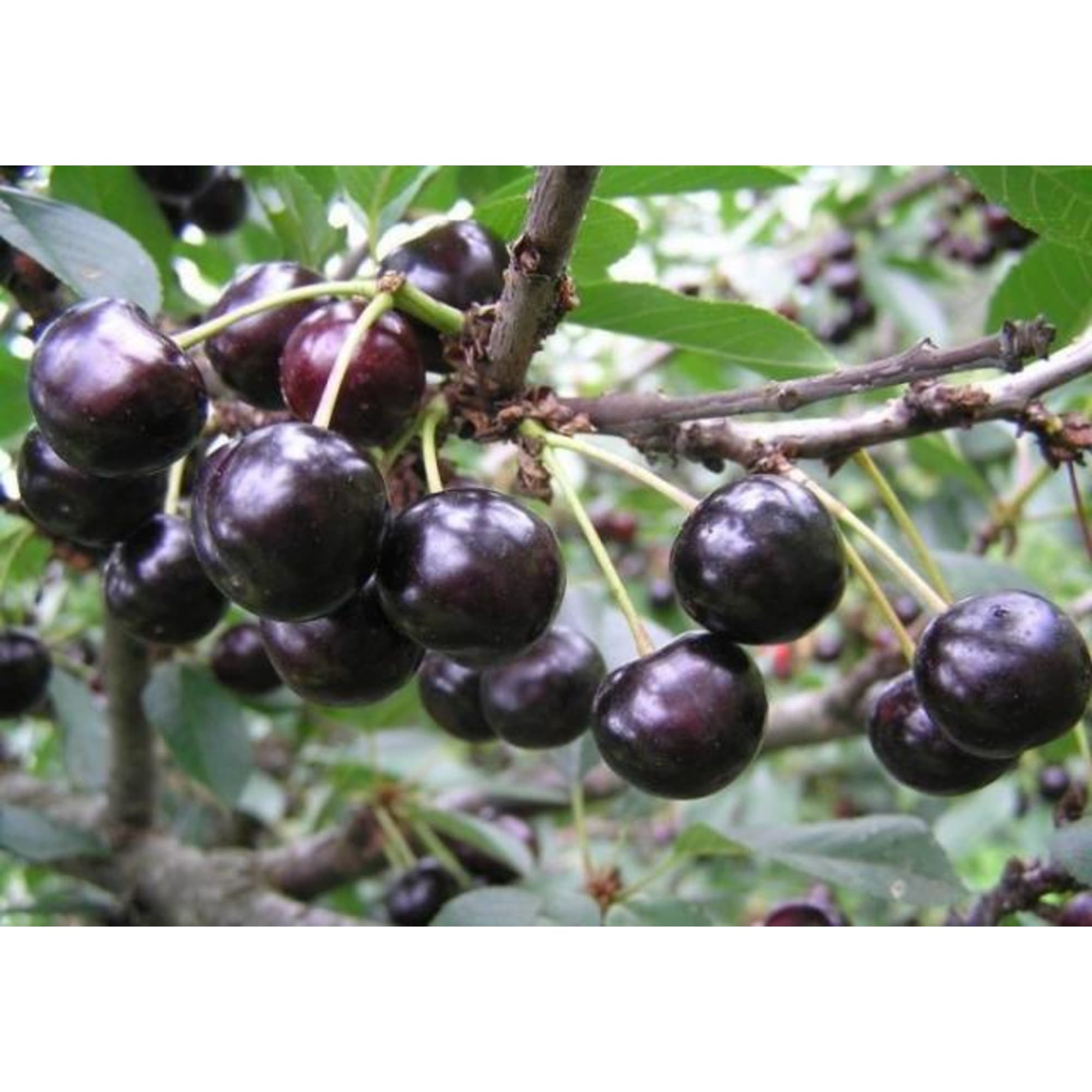 85607952 Вишня Антрацитовая ø22 h180 см Santreyd 