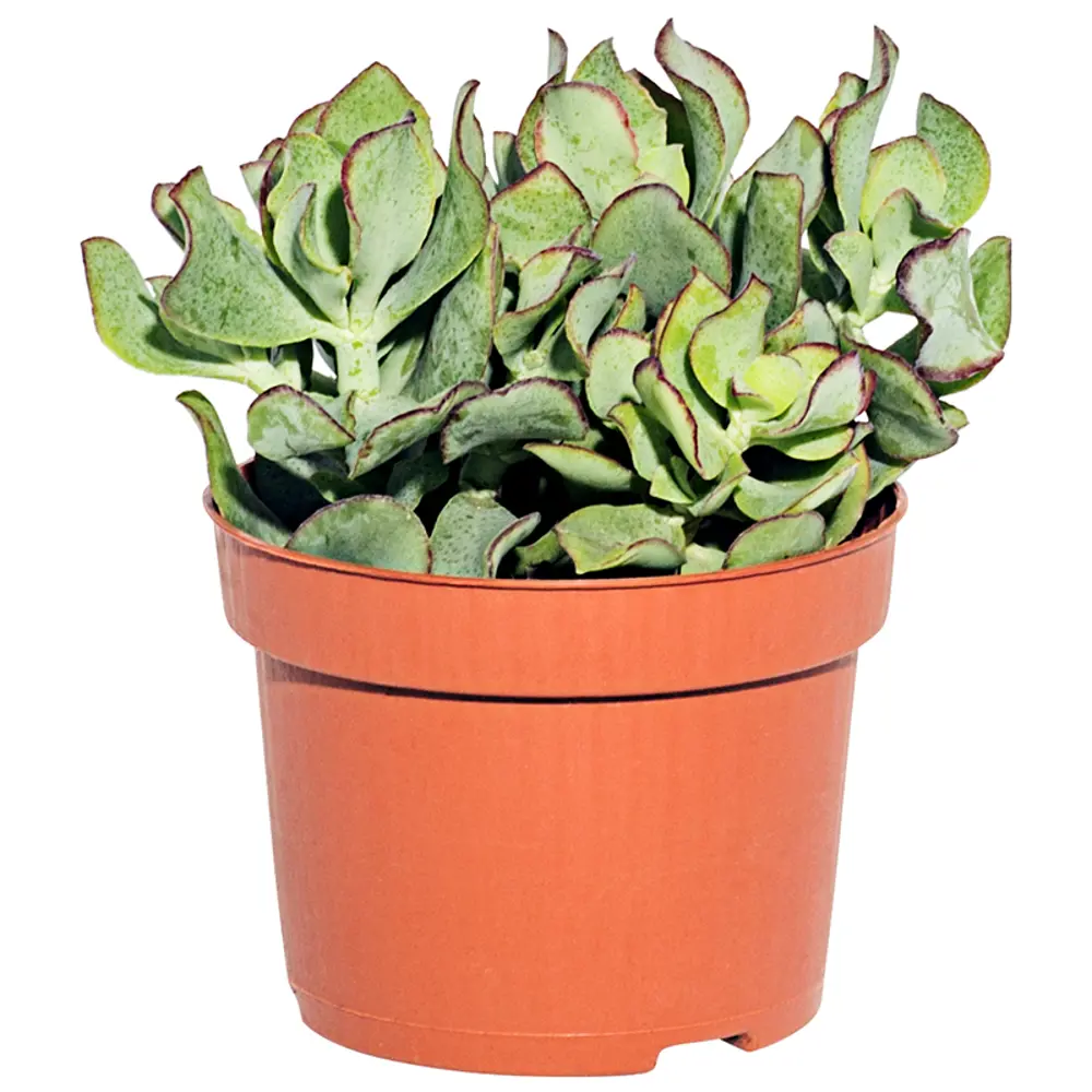 Santreyd Красула микс - живой талисман благополучия 13974189 STLM-0004093