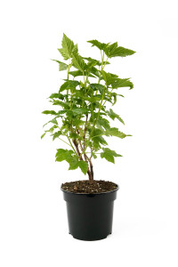 Саженец смородины черной Селеченская-2 84841707