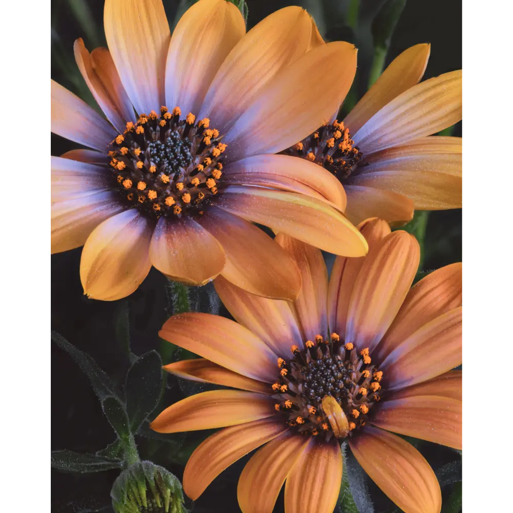 Картина на стекле Ромашки 40x50 см POSTERMARKET STLM-2123255