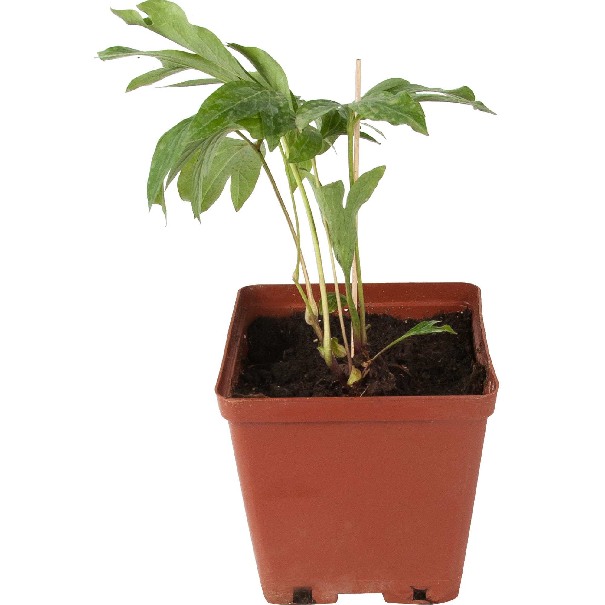 82594923 Пион травянистый красноцветущий «Рут Клей» 15x30 см Santreyd 