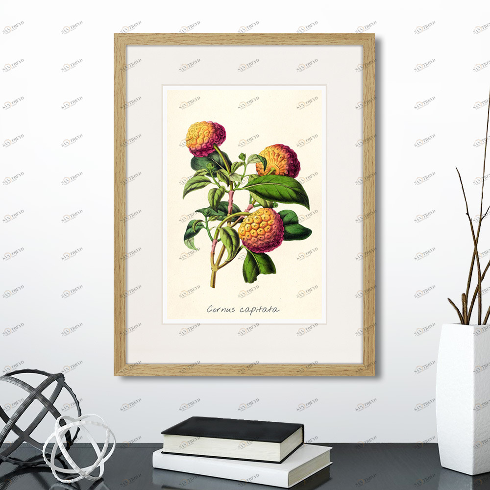 Картина в раме 32х42 см Botany illustration №22, 1836г. КАРТИНЫ В КВАРТИРУ  264499 Зеленый;оранжевый;разноцветный 