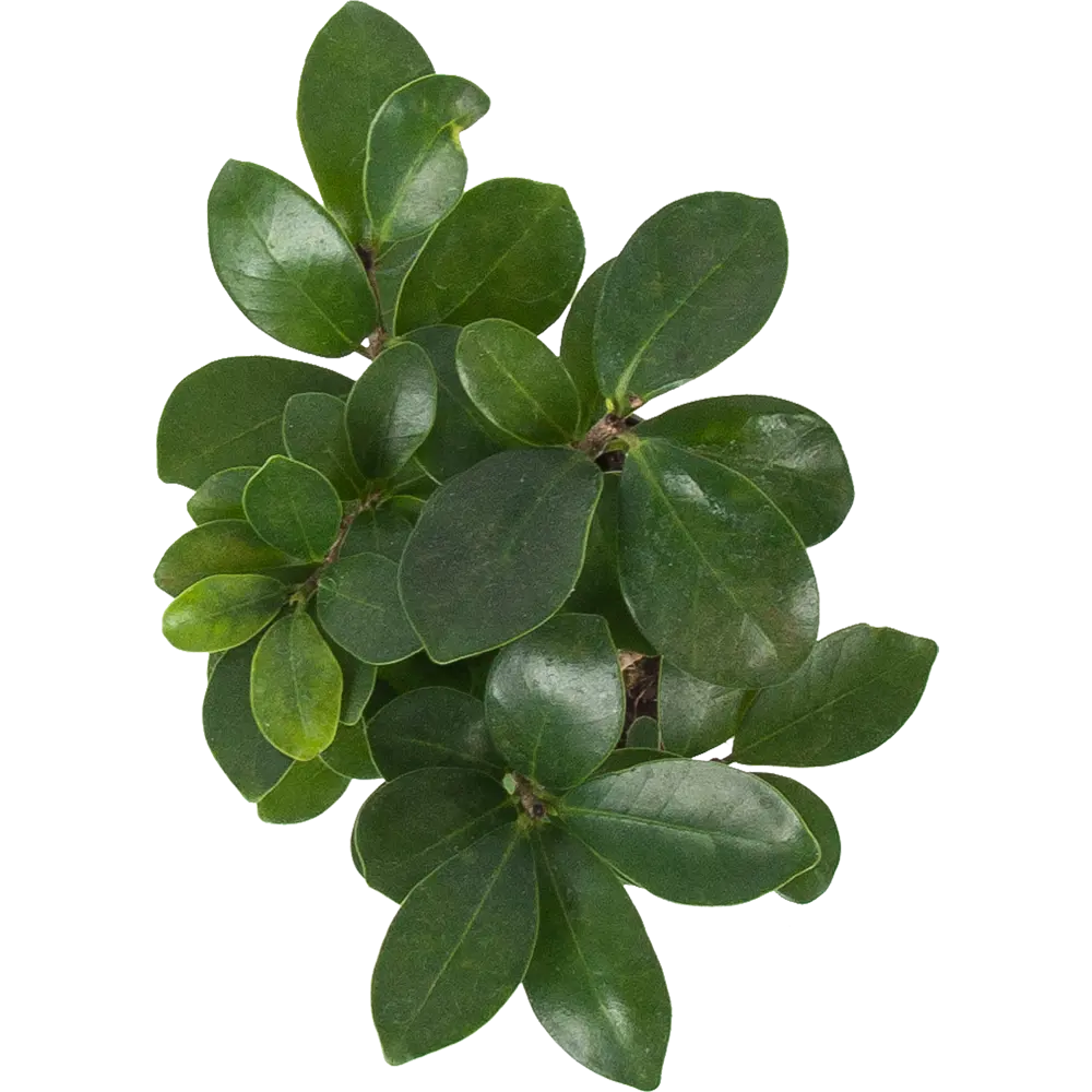 Бонсай фикус Santreyd — миниатюрное дерево для интерьера 82578759 STLM-0030467 - Вид №1