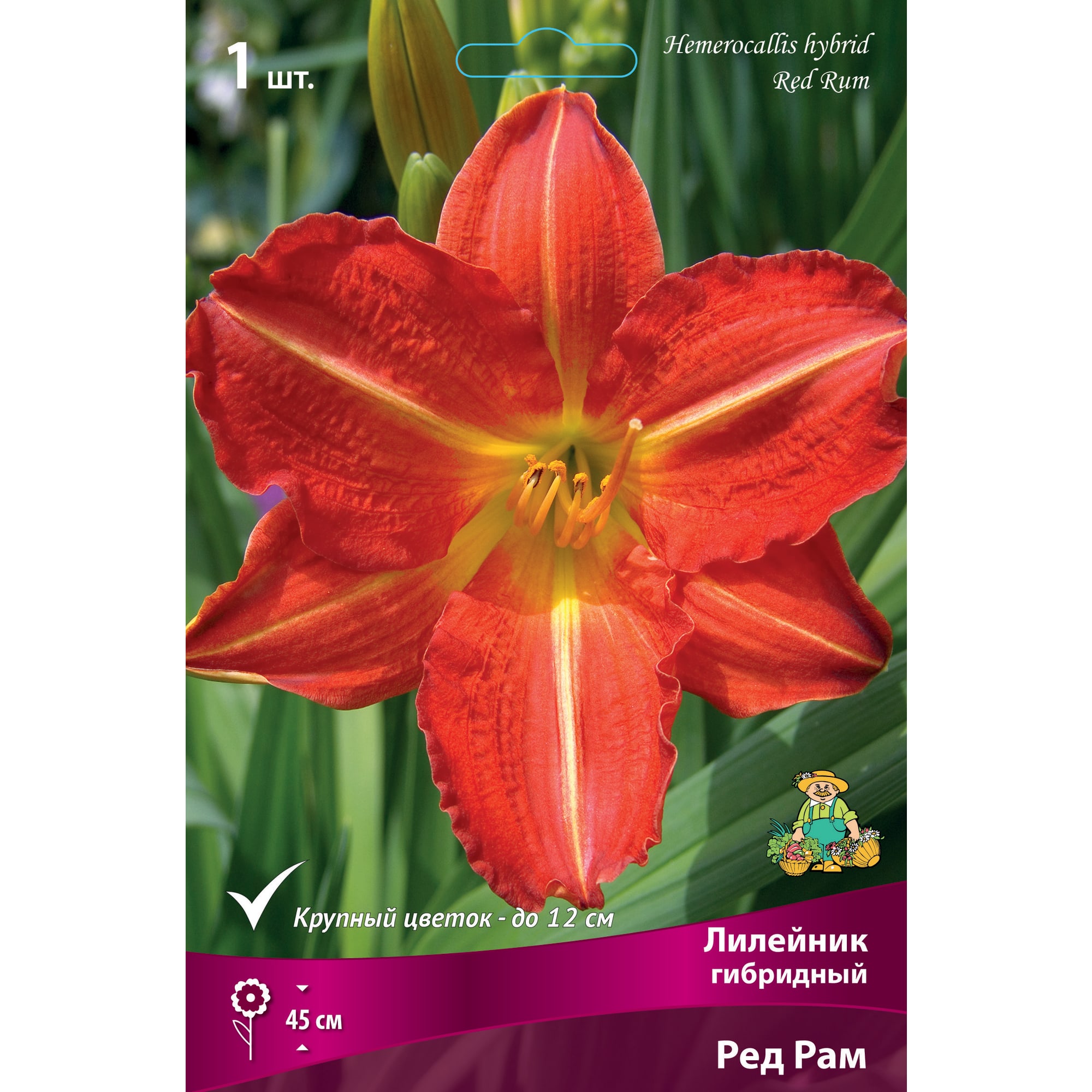 88295009 Лилейник гибридный Ред рам луковица I Santreyd 