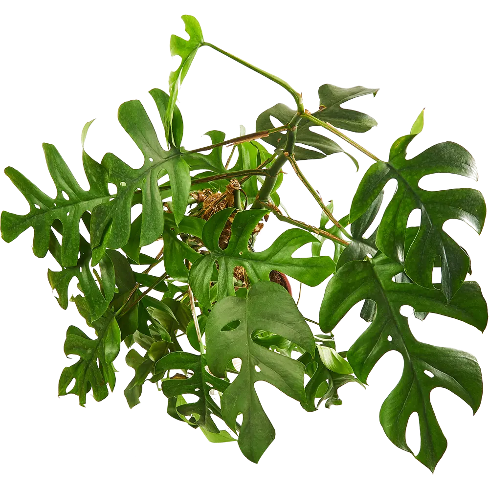 Santreyd Монстера Минима — тропическое растение с резными листьями на опоре 85324956 STLM-0061521 - Вид №2