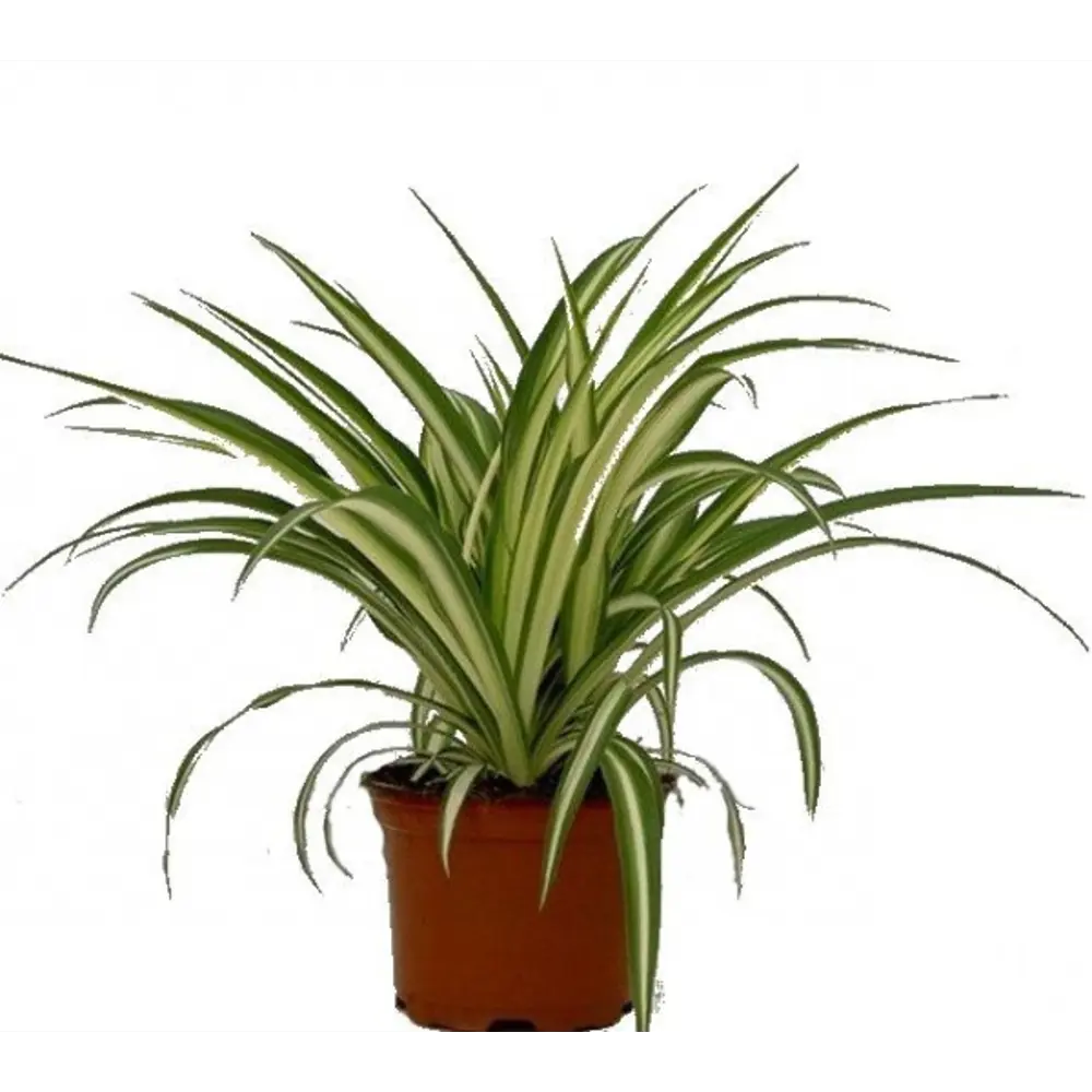 Santreyd Хлорофитум Вариегатный — живой акцент для интерьера 89296609 STLM-0963647