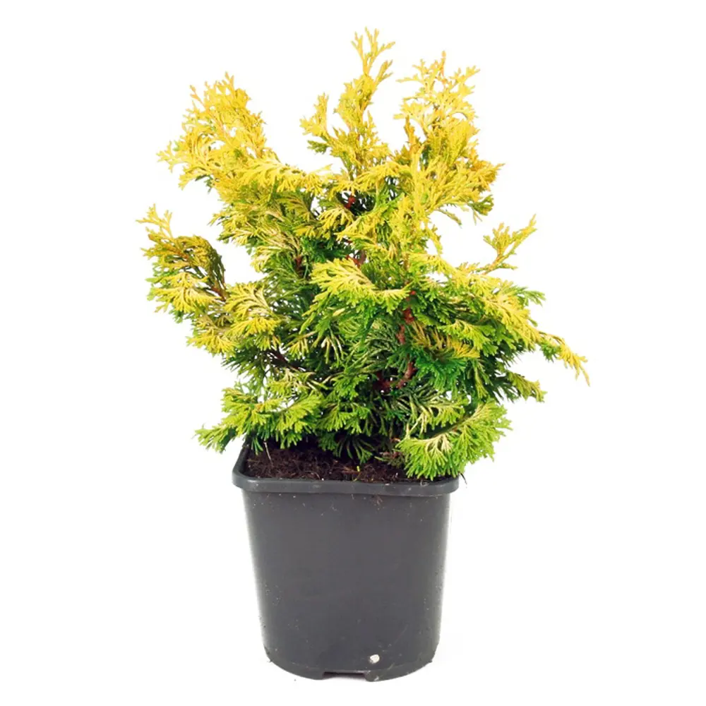 Кипарисовик Рашахиба Santreyd - вечнозеленый кустарник с золотистой хвоей 89363780 STLM-1421406