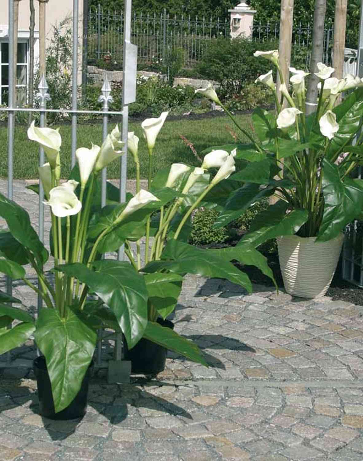 5613 883 a3 Искусственный куст каллы, в горшке, 100см, зеленый H-andreas 