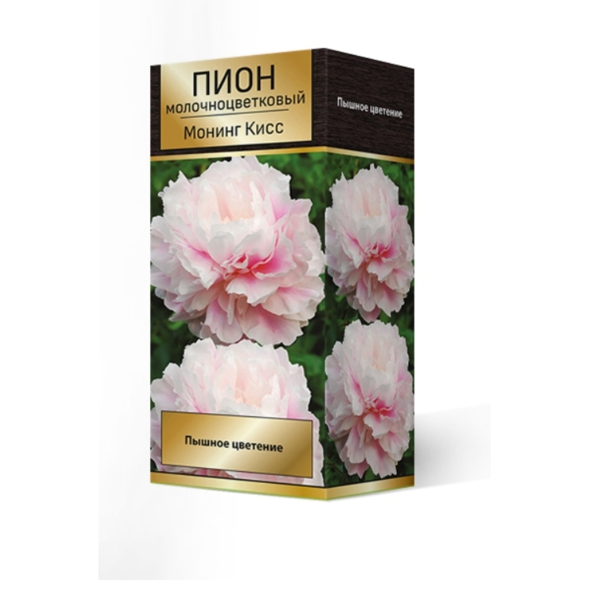 83600250 Пион травянистый Монинг Кисс луковица 2-3 Santreyd 